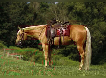American Quarter Horse, Gelding, 4 years, 15 hh, Palomino