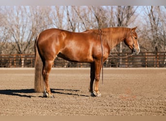 American Quarter Horse, Gelding, 4 years, 15 hh