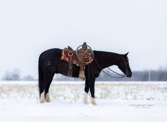 American Quarter Horse, Gelding, 4 years, 15 hh