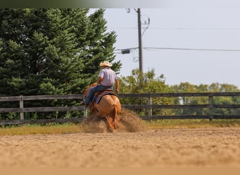 American Quarter Horse, Gelding, 4 years, 15 hh, Red Dun