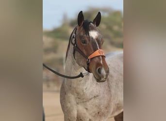 American Quarter Horse, Gelding, 4 years, 15 hh, Roan-Bay
