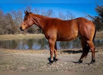 American Quarter Horse, Gelding, 4 years, 15 hh, Roan-Bay