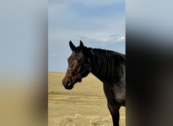 American Quarter Horse, Gelding, 4 years, 15 hh, Roan-Bay