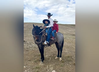 American Quarter Horse, Gelding, 4 years, 15 hh, Roan-Bay