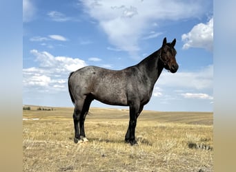 American Quarter Horse, Gelding, 4 years, 15 hh, Roan-Bay