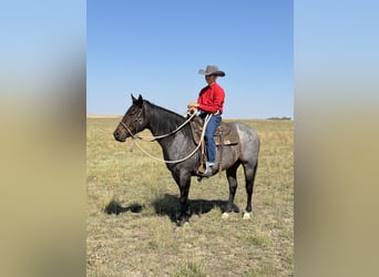 American Quarter Horse, Gelding, 4 years, 15 hh, Roan-Bay