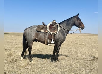 American Quarter Horse, Gelding, 4 years, 15 hh, Roan-Bay