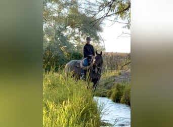 American Quarter Horse, Gelding, 4 years, 15 hh, Roan-Bay