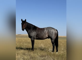American Quarter Horse, Gelding, 4 years, 15 hh, Roan-Bay