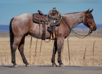 American Quarter Horse, Gelding, 4 years, 15 hh, Roan-Bay