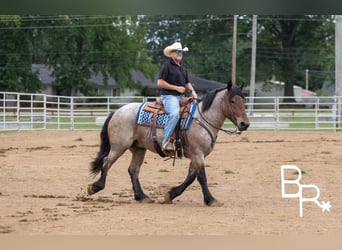 American Quarter Horse, Gelding, 4 years, 15 hh, Roan-Bay