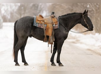 American Quarter Horse, Gelding, 4 years, 15 hh, Roan-Blue