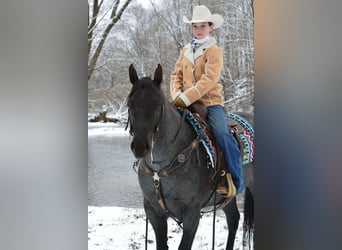 American Quarter Horse, Gelding, 4 years, 15 hh, Roan-Blue