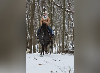 American Quarter Horse, Gelding, 4 years, 15 hh, Roan-Blue