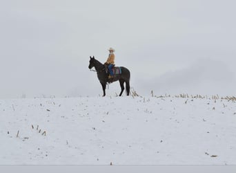 American Quarter Horse, Gelding, 4 years, 15 hh, Roan-Blue