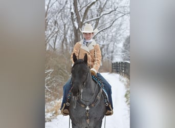 American Quarter Horse, Gelding, 4 years, 15 hh, Roan-Blue