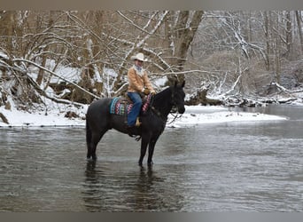 American Quarter Horse, Gelding, 4 years, 15 hh, Roan-Blue