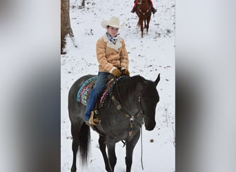 American Quarter Horse, Gelding, 4 years, 15 hh, Roan-Blue