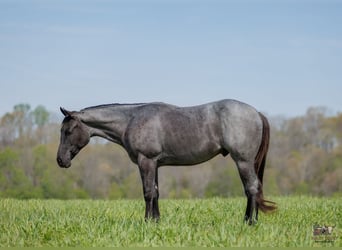 American Quarter Horse, Gelding, 4 years, 15 hh, Roan-Blue