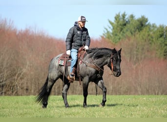 American Quarter Horse, Gelding, 4 years, 15 hh, Roan-Blue
