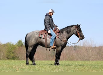 American Quarter Horse, Gelding, 4 years, 15 hh, Roan-Blue