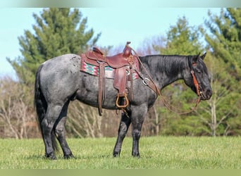 American Quarter Horse, Gelding, 4 years, 15 hh, Roan-Blue