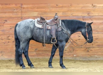 American Quarter Horse, Gelding, 4 years, 15 hh, Roan-Blue