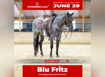American Quarter Horse, Gelding, 4 years, 15 hh, Roan-Blue
