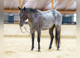 American Quarter Horse, Gelding, 4 years, 15 hh, Roan-Blue