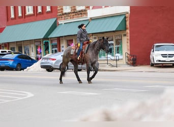 American Quarter Horse, Gelding, 4 years, 15 hh, Roan-Blue