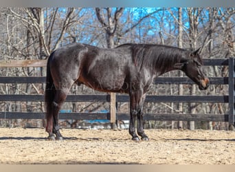 American Quarter Horse, Gelding, 4 years, 15 hh, Roan-Blue