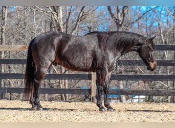 American Quarter Horse, Gelding, 4 years, 15 hh, Roan-Blue