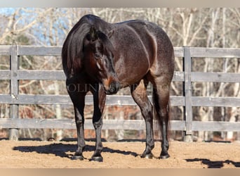 American Quarter Horse, Gelding, 4 years, 15 hh, Roan-Blue