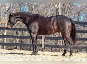 American Quarter Horse, Gelding, 4 years, 15 hh, Roan-Blue