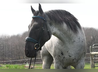 American Quarter Horse Mix, Gelding, 4 years, 15 hh, Roan-Blue