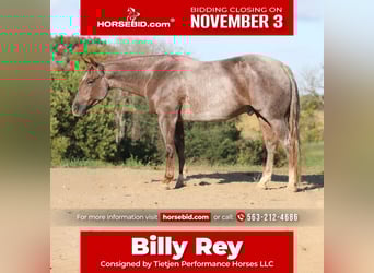 American Quarter Horse, Gelding, 4 years, 15 hh, Roan-Red