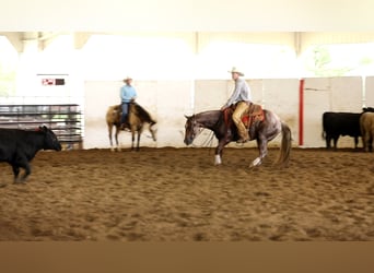 American Quarter Horse, Gelding, 4 years, 15 hh, Roan-Red