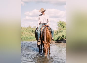 American Quarter Horse, Wallach, 4 Jahre, 15 hh, Roan-Red