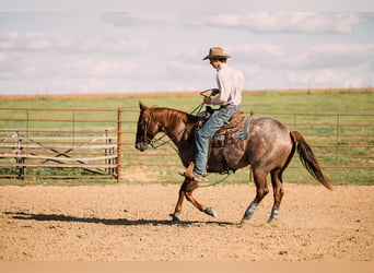 American Quarter Horse, Wallach, 4 Jahre, 15 hh, Roan-Red