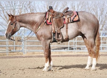 American Quarter Horse, Gelding, 4 years, 15 hh, Roan-Red