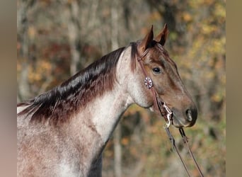 American Quarter Horse, Gelding, 4 years, 15 hh, Roan-Red