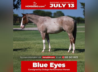 American Quarter Horse, Gelding, 4 years, 15 hh, Roan-Red