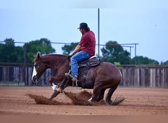 American Quarter Horse, Gelding, 4 years, 15 hh, Sorrel