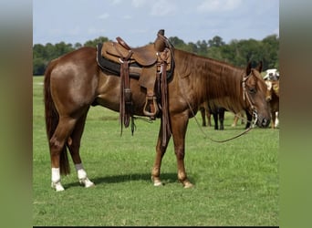 American Quarter Horse, Gelding, 4 years, 15 hh, Sorrel