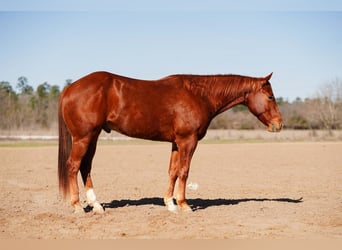 American Quarter Horse, Gelding, 4 years, 15 hh, Sorrel