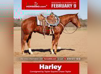 American Quarter Horse, Gelding, 4 years, 15 hh, Sorrel