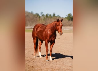 American Quarter Horse, Gelding, 4 years, 15 hh, Sorrel