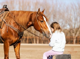 American Quarter Horse, Gelding, 4 years, 15 hh, Sorrel