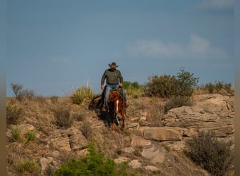 American Quarter Horse, Gelding, 4 years, 15 hh, Sorrel