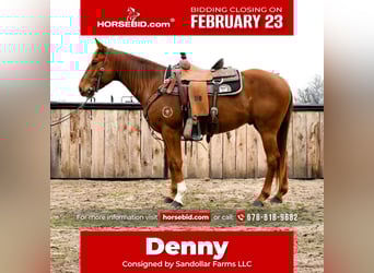 American Quarter Horse, Gelding, 4 years, 15 hh, Sorrel